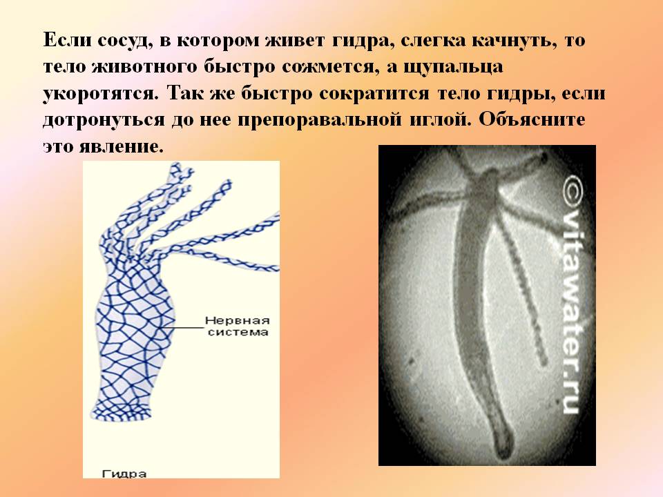 Актуальная ссылка на кракен